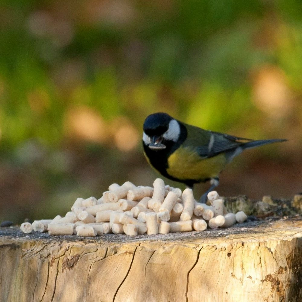 Nahrhafte Leckerbissen Mit Mehlwürmern 3 Nahrhafte Leckerbissen Mit Mehlwürmern