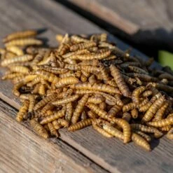 Eimer Mit Getrockneten Kalziumwürmern 600 G 7 Eimer Mit Getrockneten Kalziumwürmern 600 G -Geflügelbedarf Verkäufe 2024 280530119 2