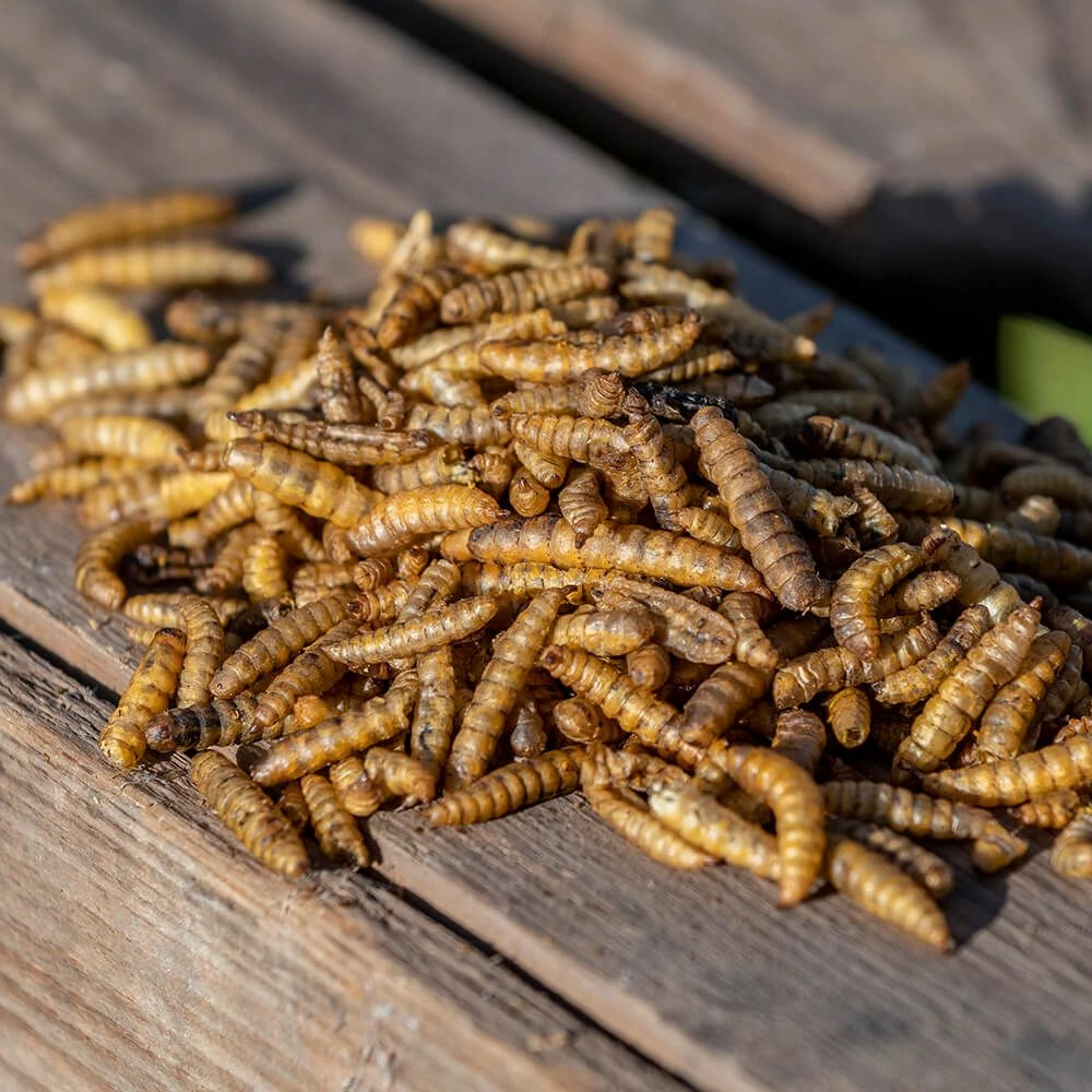 Eimer Mit Getrockneten Kalziumwürmern 600 G 5 Eimer Mit Getrockneten Kalziumwürmern 600 G – Bild 3
