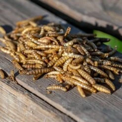 Eimer Mit Proteinreichem Getrockneten Insekten-Mix 700 G -Geflügelbedarf Verkäufe 2024 280540119 2