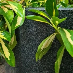 Capi Blumentopf, Recycelt Ø35x34 Oder Ø43x41 Cm -Geflügelbedarf Verkäufe 2024 300360119 ktg932