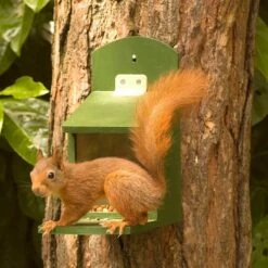 Starter-Set Mit Eichhörnchen-Futterautomat ,,Alberni” Und Nussmischung -Geflügelbedarf Verkäufe 2024 30305 3 1