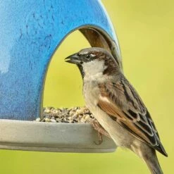 Mischung Für Kleine Vögel -Geflügelbedarf Verkäufe 2024 34345 12245