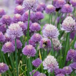 Schnittlauch (Allium Schoenoprasum), 4 Stück