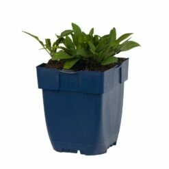 Kissenaster 'Prof. A. Kippenberg', 4 Stück 8 Kissenaster 'Prof. A. Kippenberg', 4 Stück -Geflügelbedarf Verkäufe 2024 671760120 aster prof a kippenberg studio 1