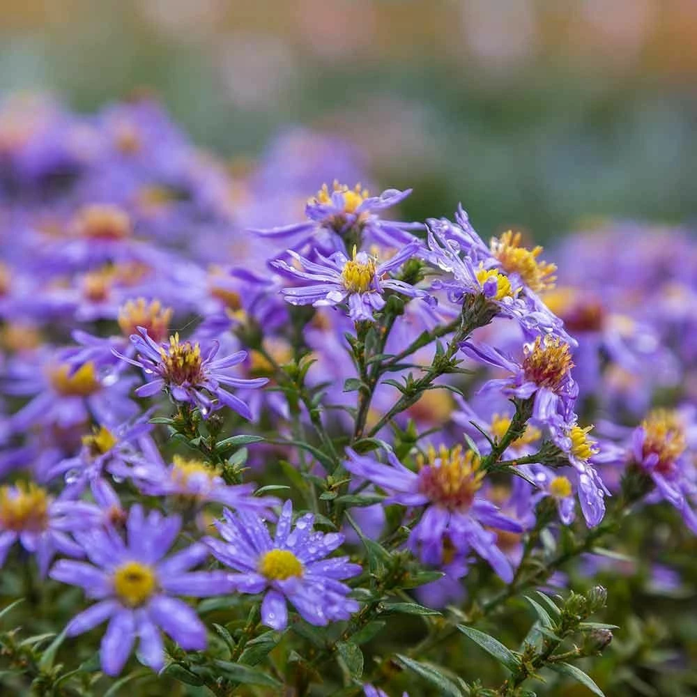 Kissenaster 'Prof. A. Kippenberg', 4 Stück 3 Kissenaster 'Prof. A. Kippenberg', 4 Stück