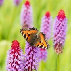 Orchideenprimel (Primula Viallii), 8 Stück