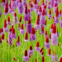 Orchideenprimel (Primula Viallii), 8 Stück -Geflügelbedarf Verkäufe 2024 80031 orchideeprimula 2