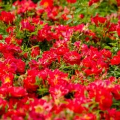 Rose Bijenweelde® Rot, Im Topf -Geflügelbedarf Verkäufe 2024 80153 bijenweelde rood