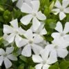 Weisses Immergrün (Vinca Minor Alba), 8 Stück -Geflügelbedarf Verkäufe 2024 80268 witte maagdenpalm moh 0410 2250 2