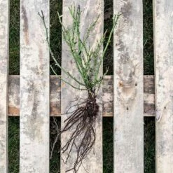 Rose Bijenweelde® Bicolor, Wurzelnackt (5 Stück) 6 Rose Bijenweelde® Bicolor, Wurzelnackt (5 Stück) -Geflügelbedarf Verkäufe 2024 803500120 jvg 2508 5