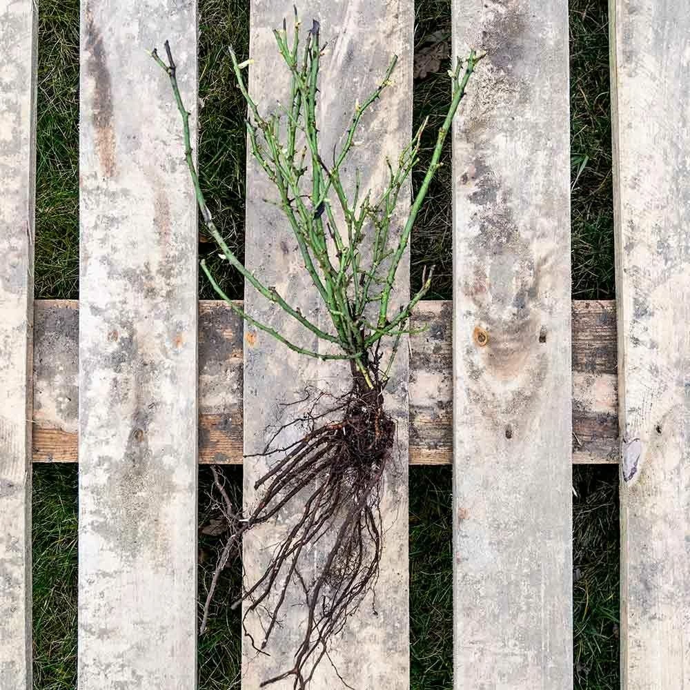 Rose Bijenweelde® Bicolor, Wurzelnackt (5 Stück) 4 Rose Bijenweelde® Bicolor, Wurzelnackt (5 Stück) – Bild 2