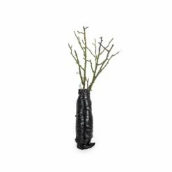 Rose Bijenweelde® Bicolor, Wurzelnackt (5 Stück) 7 Rose Bijenweelde® Bicolor, Wurzelnackt (5 Stück) -Geflügelbedarf Verkäufe 2024 803500120 jvg 7707 5