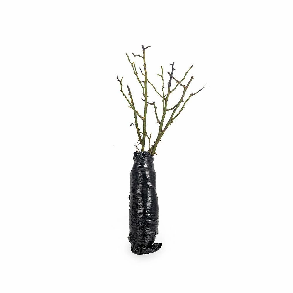 Rose Bijenweelde® Bicolor, Wurzelnackt (5 Stück) 5 Rose Bijenweelde® Bicolor, Wurzelnackt (5 Stück) – Bild 3