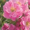 Rose Bijenweelde® Rosa, Wurzelnackt (5 Stück) -Geflügelbedarf Verkäufe 2024 803540120 bienenweide rosa 1