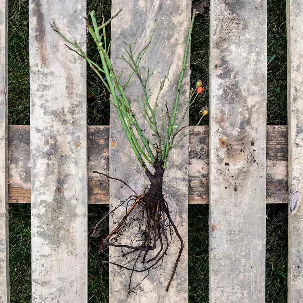 Rose Bijenweelde® Rosa, Wurzelnackt (5 Stück) 4 Rose Bijenweelde® Rosa, Wurzelnackt (5 Stück) – Bild 2