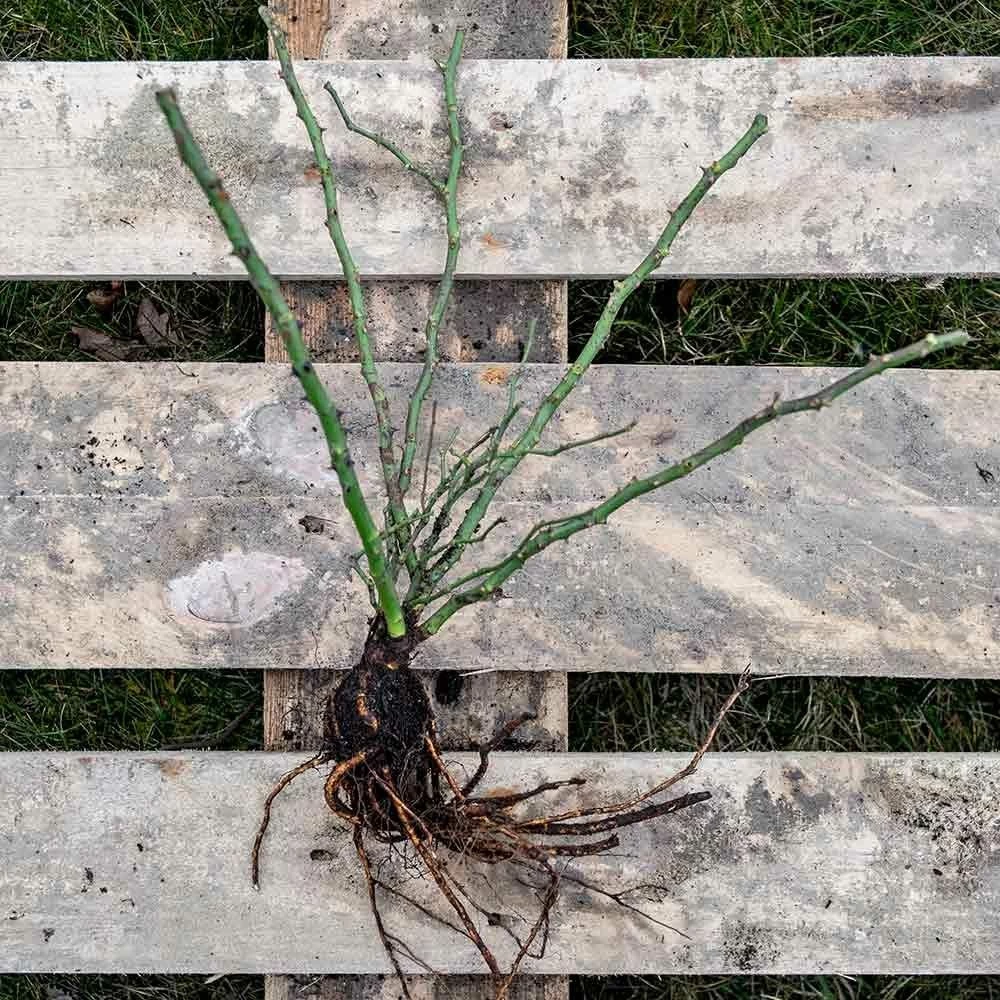 Rose Bijenweelde® Weiß, Wurzelnackt (5 Stück) 4 Rose Bijenweelde® Weiß, Wurzelnackt (5 Stück) – Bild 2