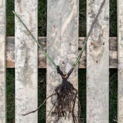 Kletterose Starlet 'Lola', Wurzelnackt (5 Stück) 8 Kletterose Starlet 'Lola', Wurzelnackt (5 Stück) -Geflügelbedarf Verkäufe 2024 803590120 jvg 2551 1 1