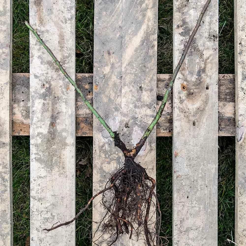 Kletterose Starlet 'Lola', Wurzelnackt (5 Stück) 5 Kletterose Starlet 'Lola', Wurzelnackt (5 Stück) – Bild 3