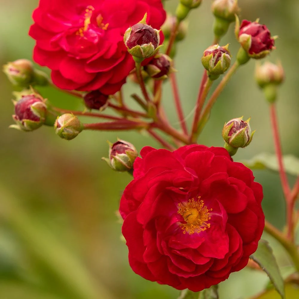 Kletterose Starlet 'Lola', Wurzelnackt (5 Stück) 3 Kletterose Starlet 'Lola', Wurzelnackt (5 Stück)