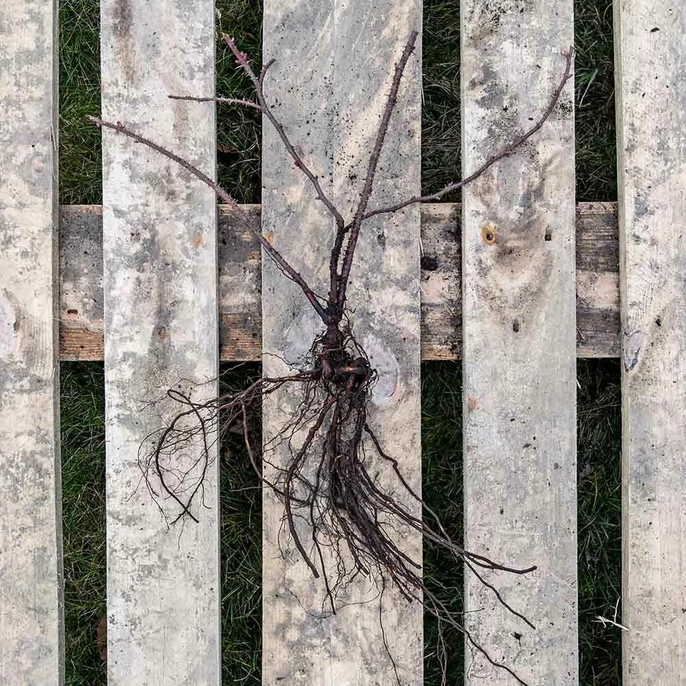 Kartoffelrose Strandperle 'Norderney', Wurzelnackt (5 Stück) 4 Kartoffelrose Strandperle 'Norderney', Wurzelnackt (5 Stück) – Bild 2