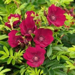 Kartoffelrose Strandperle 'Norderney', Wurzelnackt (5 Stück)