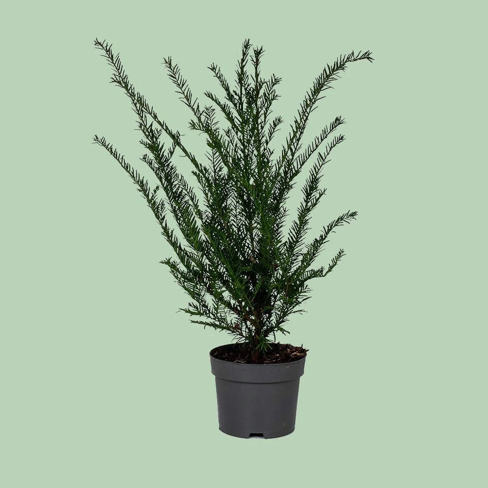Gemeine Eibe (Taxus Baccata) Im Topf, 50-60 Cm 4 Gemeine Eibe (Taxus Baccata) Im Topf, 50-60 Cm – Bild 2