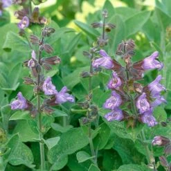Echter Salbei (Salvia Officinalis), 4 Stück