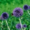 Banater Kugeldistel (Echinops Bannaticus 'Taplow Blue'), 4 Stück