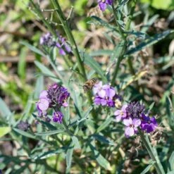 Ausdauernder Goldlack (Erysimum 'Bowles Mauve'), 4 Stück -Geflügelbedarf Verkäufe 2024 804410120 erysimum bowles mauve dv 0506 1