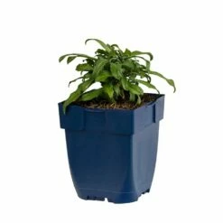 Ausdauernder Goldlack (Erysimum 'Bowles Mauve'), 4 Stück -Geflügelbedarf Verkäufe 2024 804410120 erysimum bowles mauve studio 1