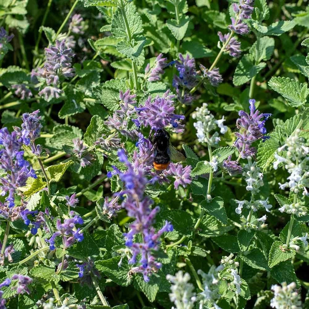 Katzenminze (Nepeta Faassenii), 4 Stück 4 Katzenminze (Nepeta Faassenii), 4 Stück – Bild 2