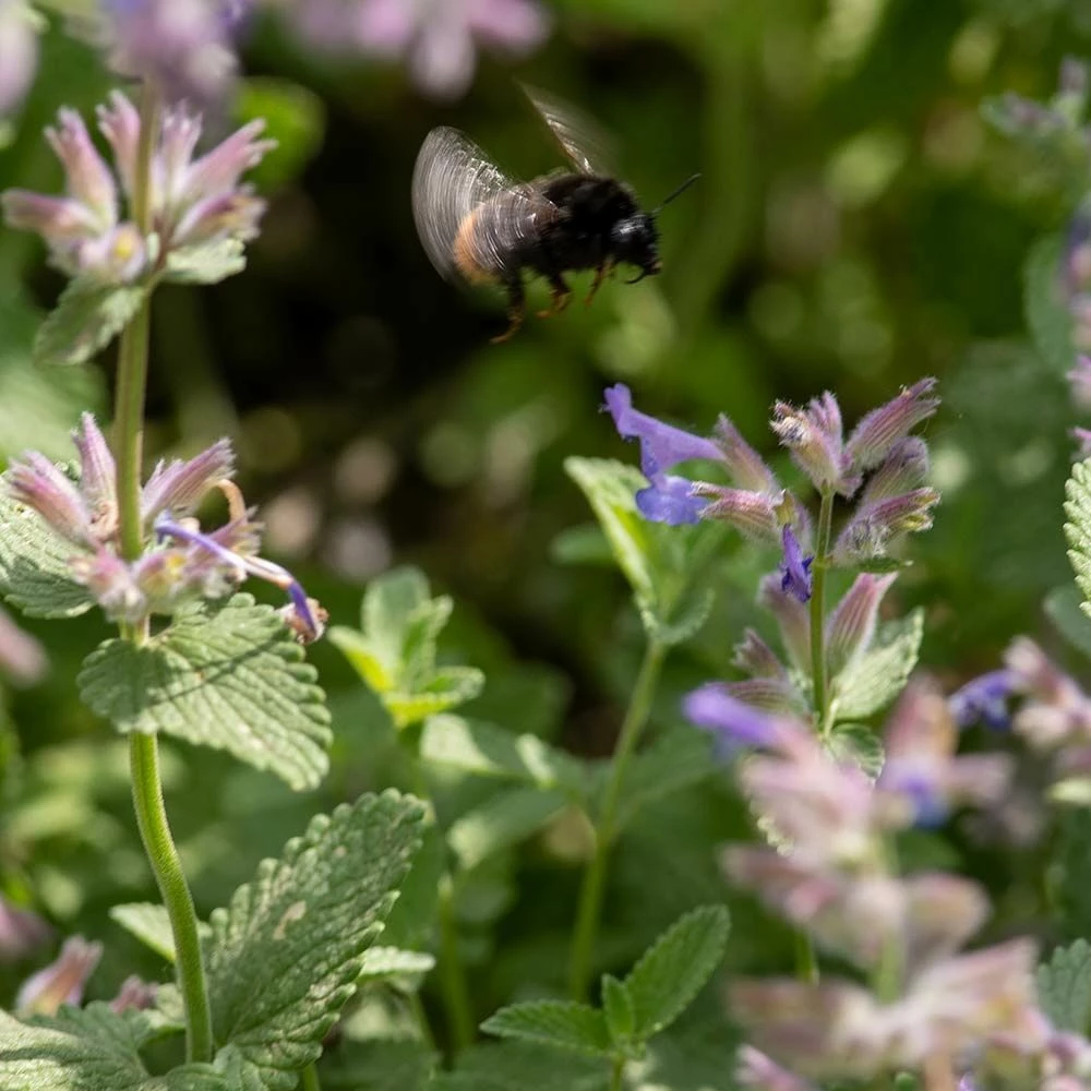 Katzenminze (Nepeta Faassenii), 4 Stück 7 Katzenminze (Nepeta Faassenii), 4 Stück – Bild 5