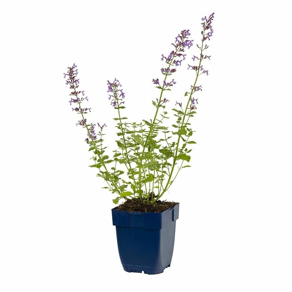 Katzenminze (Nepeta Faassenii), 4 Stück 8 Katzenminze (Nepeta Faassenii), 4 Stück – Bild 6