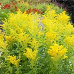 Gewöhnliche Goldrute (Solidago Virgaurea), 4 Stück