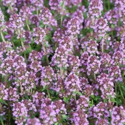 Breitblättriger Thymian (Thymus Pulegioides) - 4 Stück