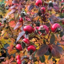 Rose Jam-a-Licious, Im Topf -Geflügelbedarf Verkäufe 2024 804920120 rose jam a licious jam a liciousr herfst low res 1