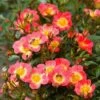 Rose Bijenweelde® Bicolor, Wurzelnackt (5 Stück) -Geflügelbedarf Verkäufe 2024 80931 bienenweide r bicolor 1 1 1