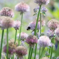Berg-Lauch (Allium Senescens), 4 Stück