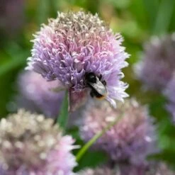 Berg-Lauch (Allium Senescens), 4 Stück -Geflügelbedarf Verkäufe 2024 810210120 alliu senescens dv 0626 1