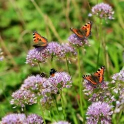 Berg-Lauch (Allium Senescens), 4 Stück -Geflügelbedarf Verkäufe 2024 810210120 allium senescens 1 1