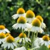 Weißer Sonnenhut (Echinacea Purpurea 'Alba'), 4 Stück -Geflügelbedarf Verkäufe 2024 810290120 echinacea purp alba 1