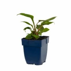 Purpur-Sonnenhut 'Magnus' (Echinacea Purpurea), 4 Stück -Geflügelbedarf Verkäufe 2024 810300120 echinacea purpurea magnus studio 1