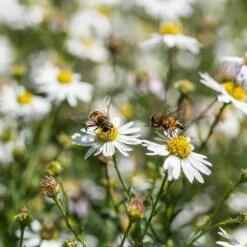 Garten-Schönaster (Kalimeris Incisa), 4 Stück