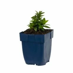 Garten-Schönaster (Kalimeris Incisa), 4 Stück -Geflügelbedarf Verkäufe 2024 810350120 kalimeris incisa studio 1