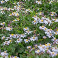 Garten-Schönaster 'Nana Blue' (Kalimeris Incisa), 4 Stück