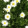 Margerite 'Maikönigin' (Leucanthemum), 4 Stück -Geflügelbedarf Verkäufe 2024 810380120 leucanthemum vulgare maikonigin 1