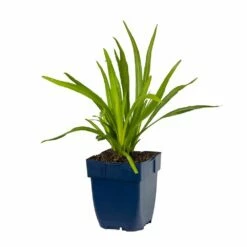 Prachtscharte (Liatris Spicata), 4 Stück -Geflügelbedarf Verkäufe 2024 810390120 liatris spicata studio 1