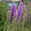Prachtscharte (Liatris Spicata), 4 Stück -Geflügelbedarf Verkäufe 2024 810390120 liatris spicata 1