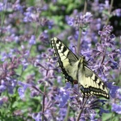 Katzenminze 'Walker's Low' (Nepeta Faassenii), 4 Stück